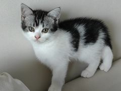 -创凡宠物医院·骨专科  猫科中心(西乡分院)