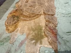 -白鹤梁水下博物馆