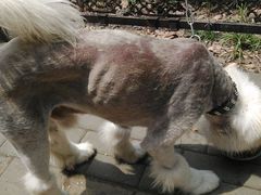 -伟伟宠物医院·CT影像中心·瑞派犬猫综合性门诊(汉口总院)