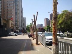 -阿五黄河大鲤鱼(英协路店)