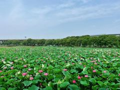 -荷塘月色湿地公园·向阳花洲