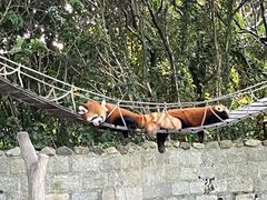 -上海野生动物园