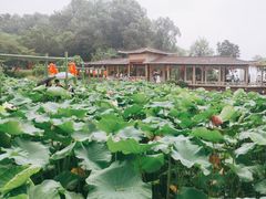 -广州莲花山旅游区