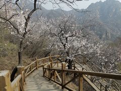 -大岭沟猕猴桃谷风景区