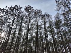 -上海共青森林公园