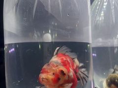 -中环花鸟鱼虫市场