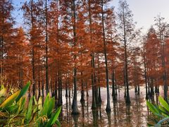 -白鹭湾湿地公园