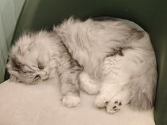 -安格丽娜·狗咖·猫咖羊驼咖(春熙路百盛商场店)