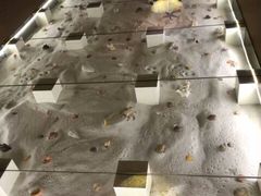 -青岛贝壳博物馆