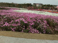 -周浦花海-停车场