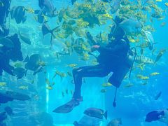 -海棠湾洲际-涛·海底餐厅·美人鱼·自助餐·海底隧道