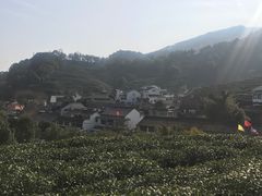 -龙井村