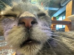 -猫猫幼稚园·撸猫·桌游·电玩