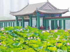 -莲花池公园