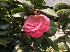 -小辣椒(华富店)