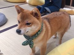 -逗柴咖啡屋·狗咖猫咖宠物桌游