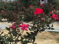 -亚龙湾国际玫瑰谷