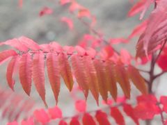 -白水寺森林公园