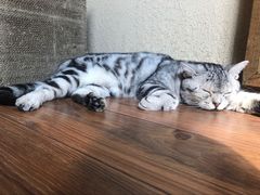 -猫友咖啡店(玉林西路店)