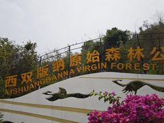 -西双版纳原始森林公园