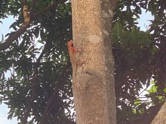 -天适樱花悠乐园