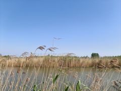 -泗洪洪泽湖湿地景区