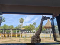 -西霞口神雕山野生动物世界