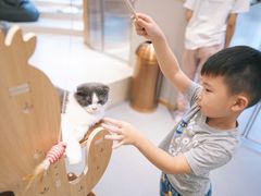 -飞行喵MR PILOT|猫舍·猫咖(静安大融城店)