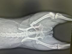 -爱派特动物医院·全科诊疗中心