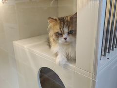 -十月米努特矮脚猫舍