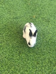 -萌宠亲子动物乐园(槐房万达店)