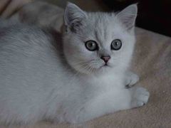 -客栈猫舍(中央北路店)