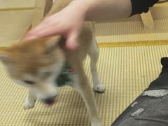 -柴迷FANS CLUB·柴犬狗咖·猫咖