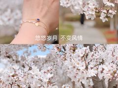-顾村公园