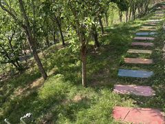 -桃源山庄·水蜜桃采摘·柴火鸡·烧烤团建(龙泉山店)