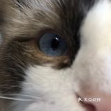 臭脸大哥/臭脸小妹，其实巨粘人