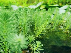 -东莞植物园