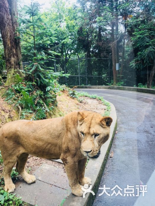 碧峰峽野生動物園-圖片-雅安周邊遊-大眾點評網