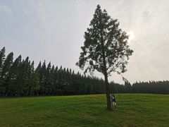 -黄海国家森林公园