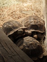 -Zoolung Zoolung动物主题公园(海信广场店)