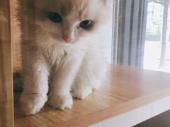 -1013 PET SHOP精品宠物商店(丁香店)