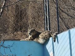 -青藏高原野生动物园