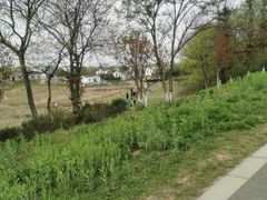 -大塘金香草谷