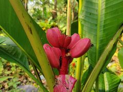 -中国科学院西双版纳热带植物园