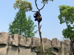 -上海野生动物园