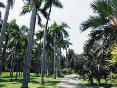 -中国科学院西双版纳热带植物园