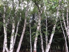 -塞罕坝国家级自然保护区