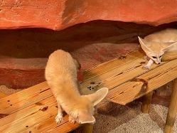 -Zoolung Zoolung动物主题公园(海信广场店)