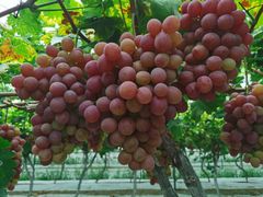 -金谷域澳洲庄园