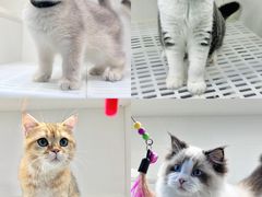 -lincat·猫舍(广州店)